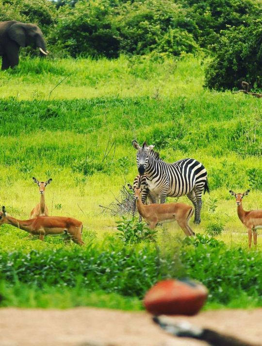 james_safari_and_adventure_1682680757402771